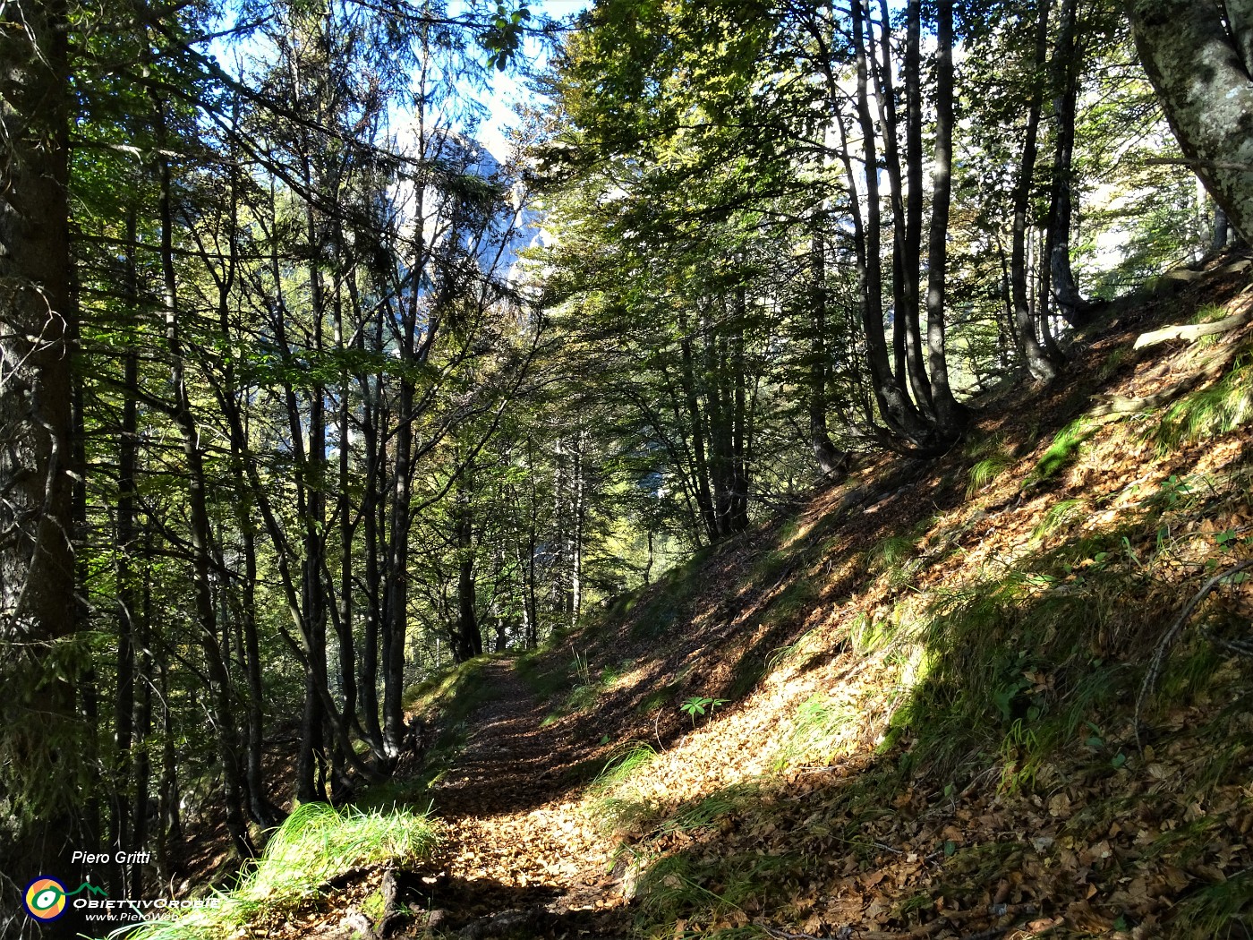 85 Scendendo sul sent. 118 nel bosco di faggeta.JPG